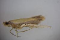 Coptotriche marginea