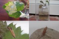 Coptotriche marginea