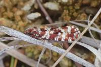 Olethreutes schulziana