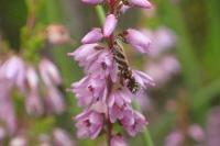 Aristotelia ericinella