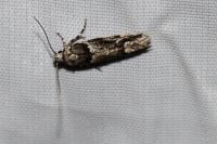 Recurvaria nanella