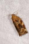 Archips xylosteana