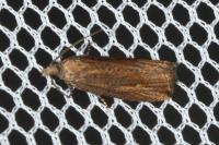 Bactra venosana