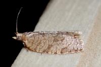 Adoxophyes orana