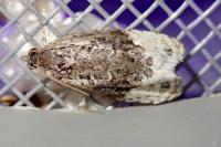Apotomis betuletana