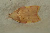 Carcina quercana
