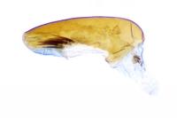 Bactra venosana