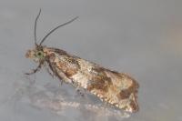 Celypha cespitana