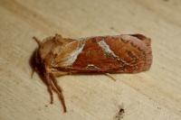 Triodia sylvina