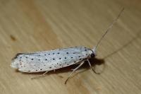 Yponomeuta evonymella