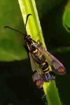 Synanthedon conopiformis