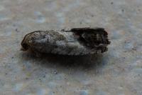Cydia splendana