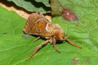 Triodia sylvina