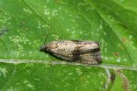 Celypha striana
