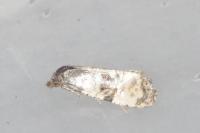 Cochylis