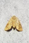 Apoda limacodes
