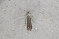 Coleophora