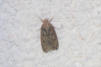 Hofmannophila pseudospretella