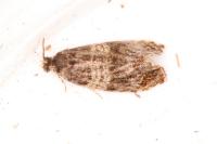 Celypha aurofasciana