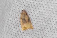 Archips podana