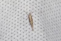 Plutella xylostella