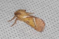 Triodia sylvina