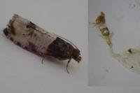 Notocelia roborana
