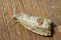Notocelia uddmanniana