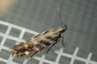 Aristotelia