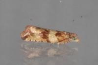 Celypha cespitana