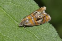 Olethreutes arcuella