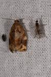 Archips xylosteana