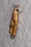 Eucosma