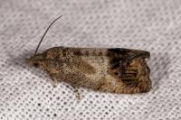 Cydia splendana