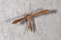 Stenoptilia