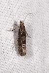 Ypsolopha vittella