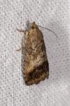 Cydia splendana