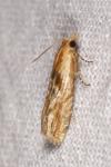 Eucosma