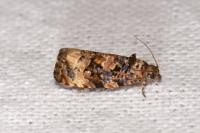 Endothenia gr. gentianaeana