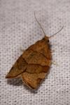 Pandemis corylana
