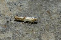 Argyresthia