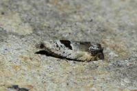 Epinotia ramella