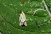 Agapeta zoegana
