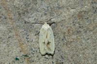 Agonopterix kaekeritziana