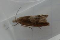 Eucosma conterminana
