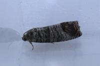 Cydia pomonella