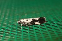 Ethmia quadrillella