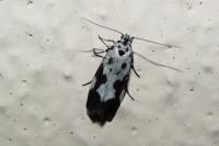 Ethmia quadrillella