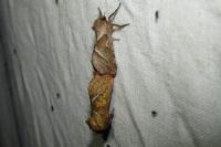 Triodia sylvina