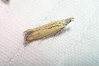 Mesophleps silacella